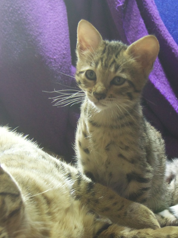 Kittens - Aurorasavannahs
